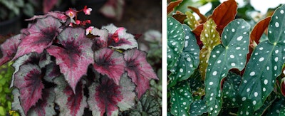 begonias houseplants assorted outdoors