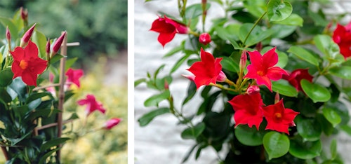 red mandevilla vine growing on wooden trellis and up close