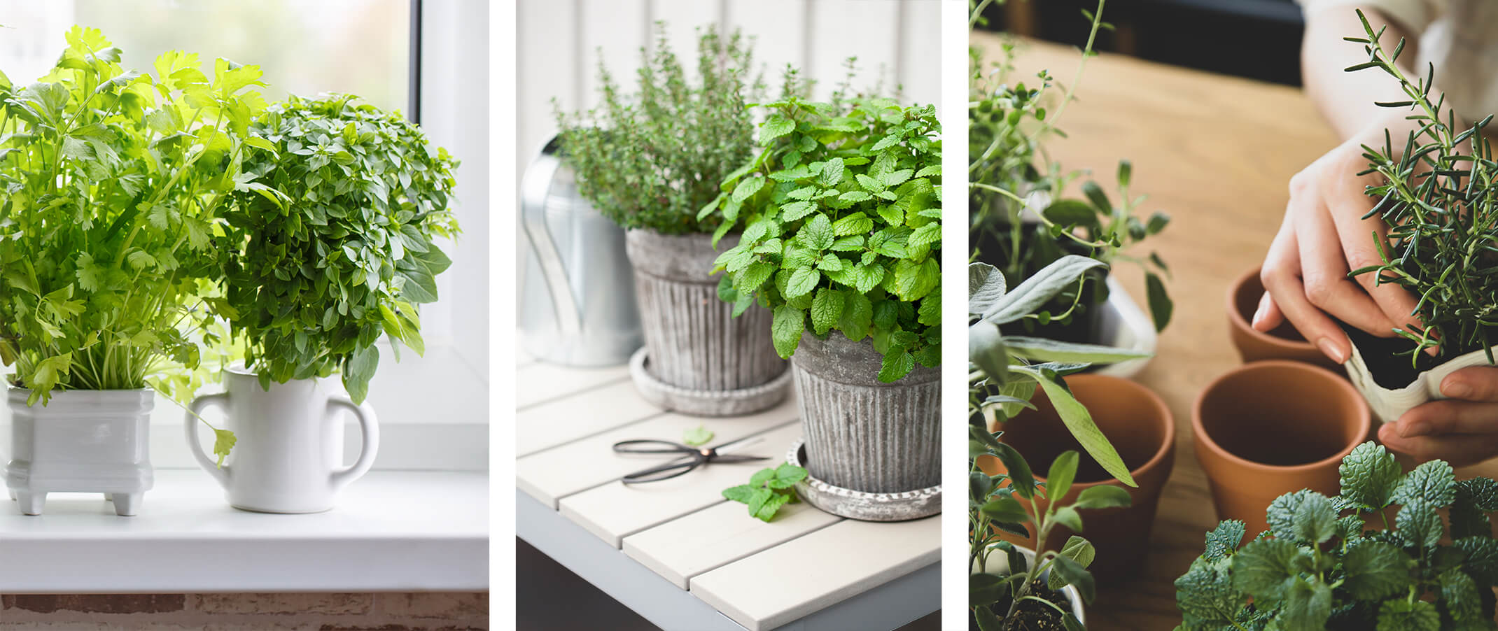 assorted herbs potted on windowsill indoors on potting bench outdoors and being potted up