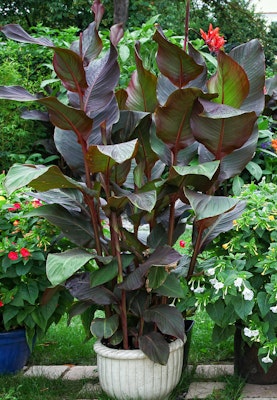 canna plant with red bloom outdoors in white container