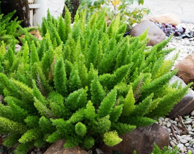 asparagus fern in landscape