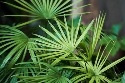 palm plants outdoors
