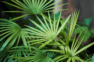 palm plants outdoors palm plants outdoors