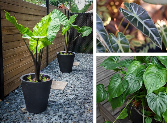 Alocasia plants outdoors assorted varieties Alocasia plants outdoors assorted varieties