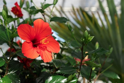 Hibiscus flower red