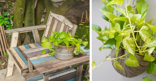 pothos houseplant outdoors pothos houseplant on patio table and hanging outdoors