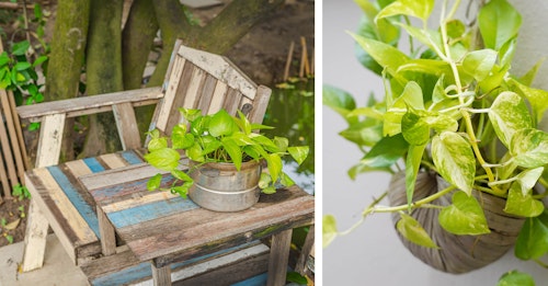 pothos houseplant on patio table and hanging outdoors