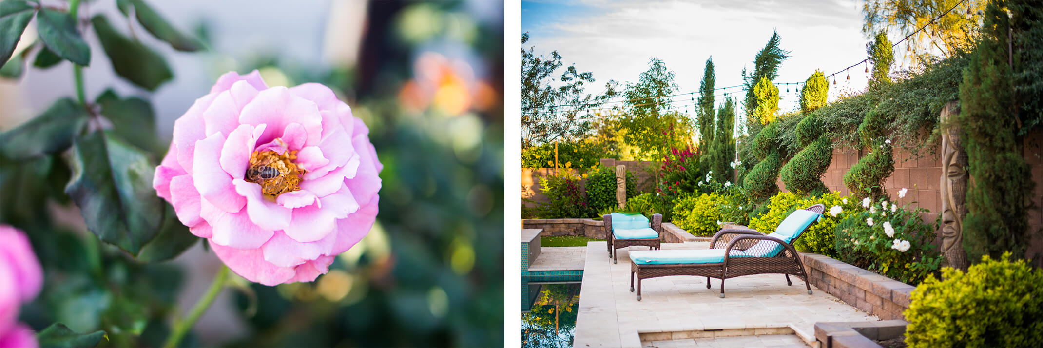 An angel face rose with a bee on it and a lush desert backyard and patio near a pool with a chaise lounge and variety of plants.
