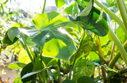 philodendrons houseplants