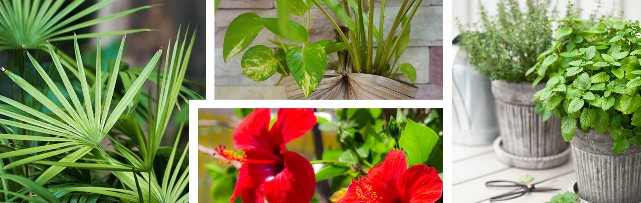 blending or blurring the lines between garden and home with houseplants, herbs and shrubs