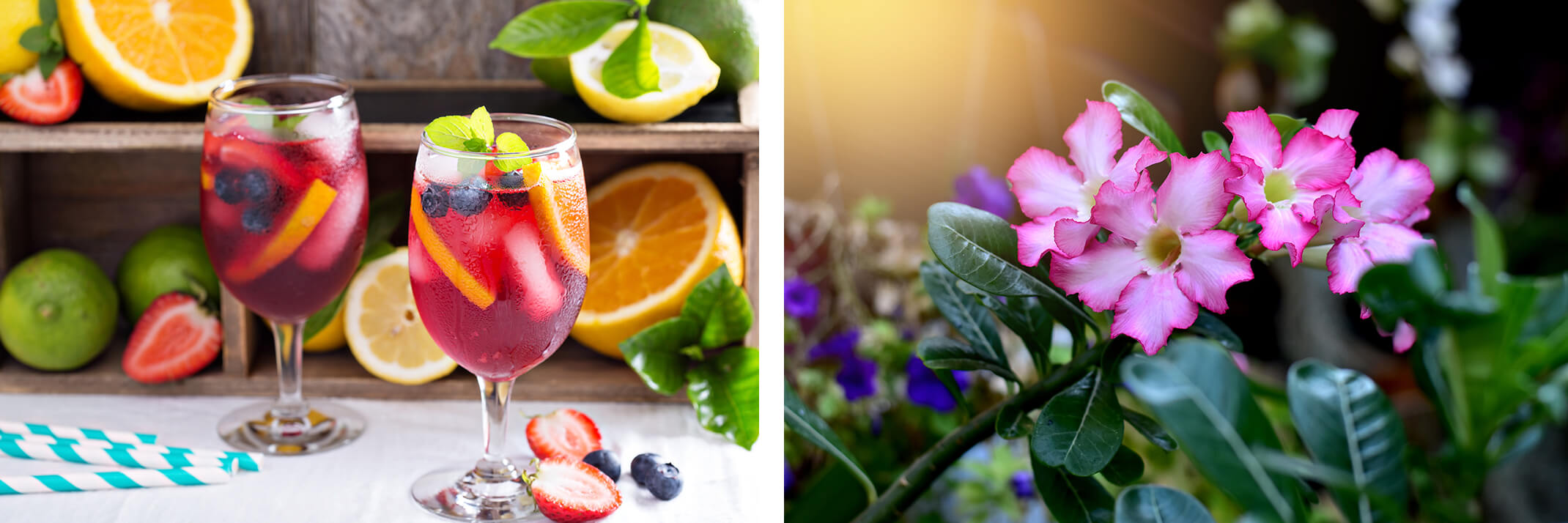 Refreshing punch drink with fresh fruits, and a beautiful pink adenium with purple flowers in the background.
