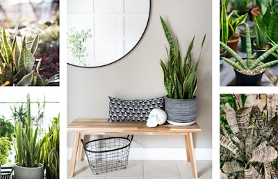 5 pictures of different Sansevieria varieties.