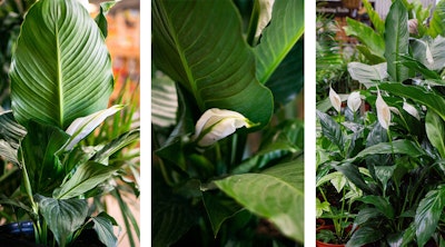 3 images of peace lilies.