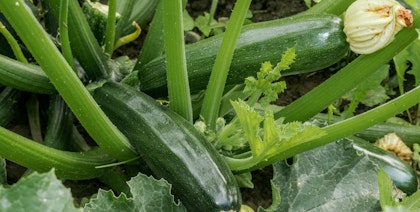 zucchini on vine in garden