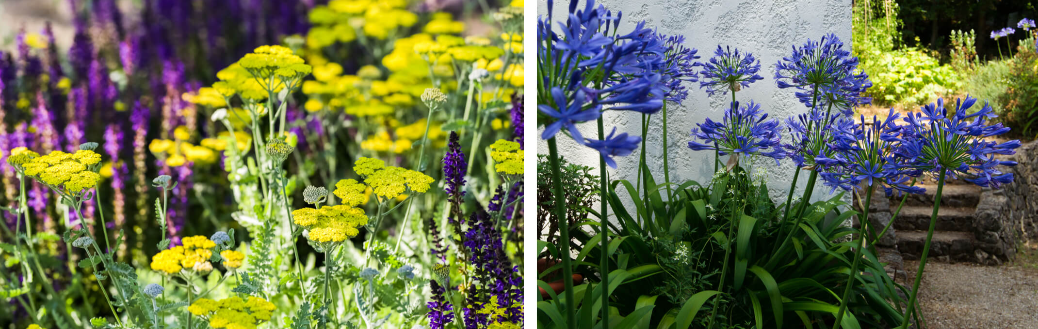 2 images with the first showing yellow yarrow and salvia and the second agapanthus growing next to a white stucco walled home