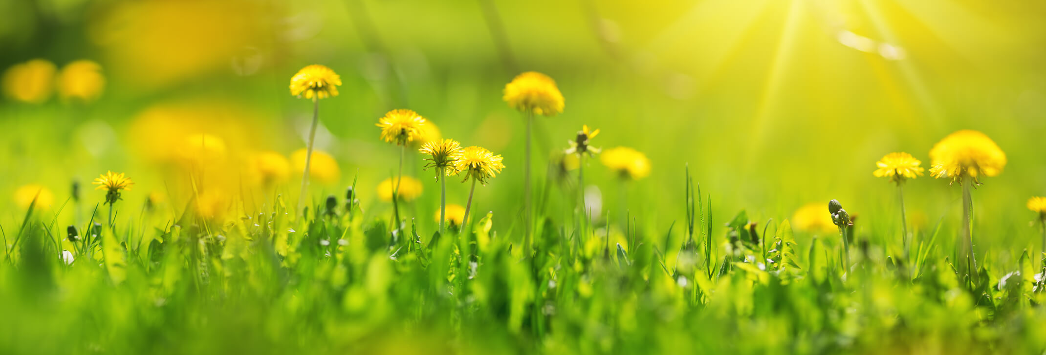 dandelions