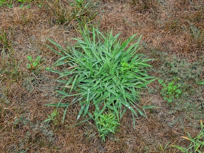quackgrass weed in lawn