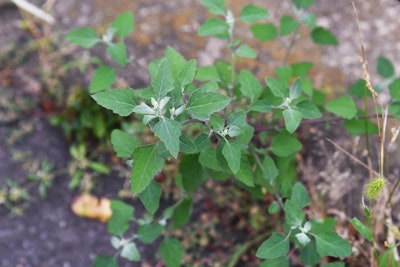 lambs quarters weed in garden