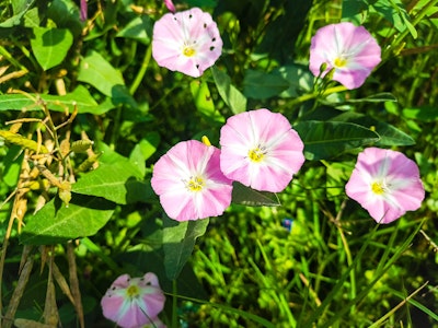 field bindweed in garden