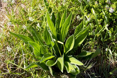 buckhorn plantain weed in garden