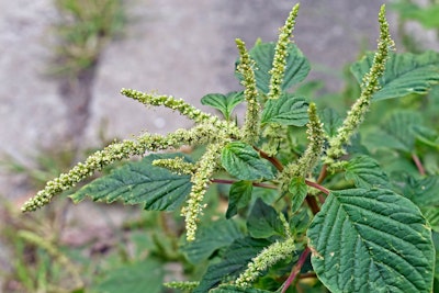 pigweed weed