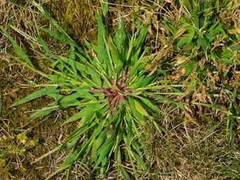 crabgrass weed in lawn