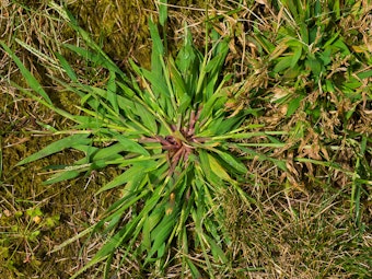 crabgrass weed in lawn