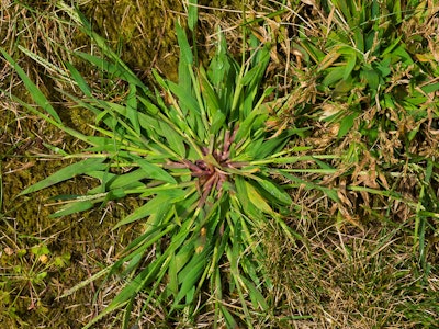 crabgrass weed in lawn
