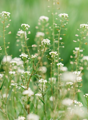 shepherds purse weeds in garden