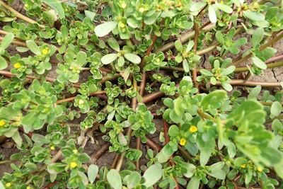 purslane weed in garden
