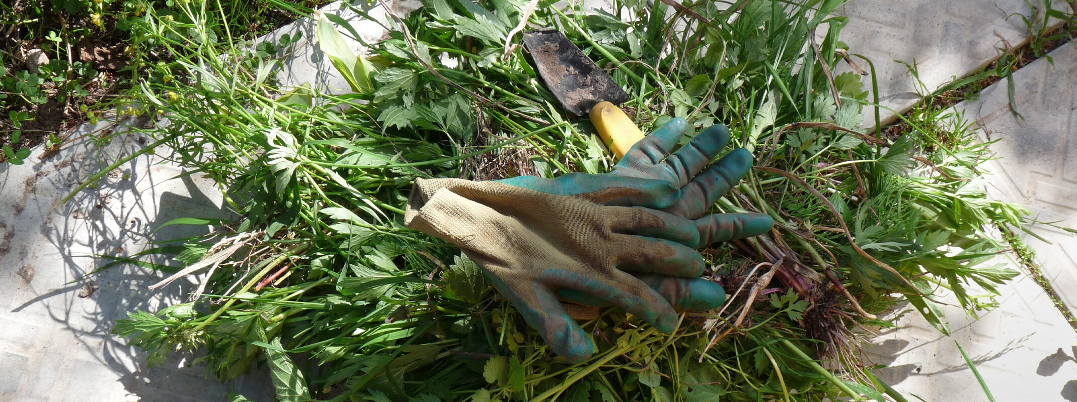 weeds pulled and piled on a sidewalk or driveway with gloves and shovel on top