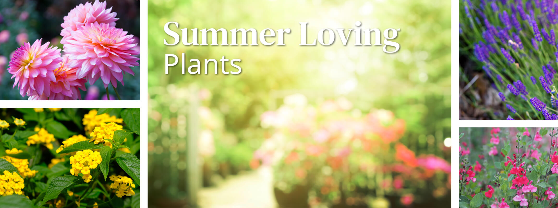 summer loving plants dahlias, lantana, lavender and salvia in garden