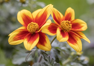 coreopsis summer color