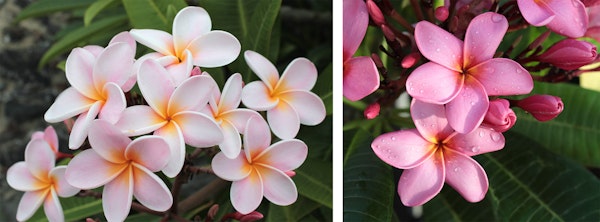 plumeria summer color