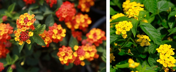 lantana summer assorted color 