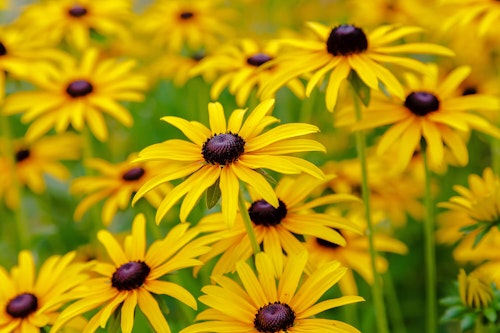 rudbeckia summer color 