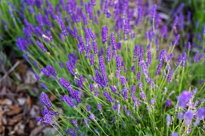 lavender lavandula summer color