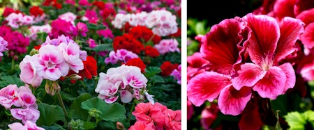 geraniums assorted color summer