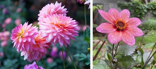 dahlias pink