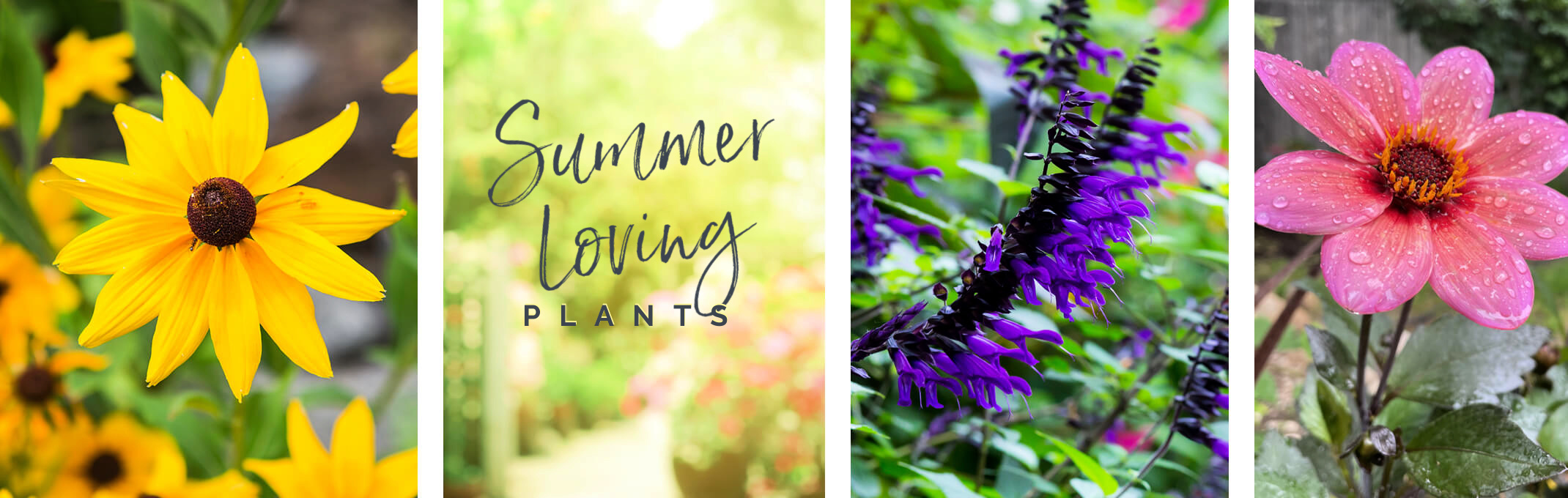 summer loving plants rudbeckia, salvia, dahlia