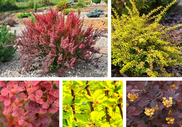 berberis or barberry shrub assorted varieties