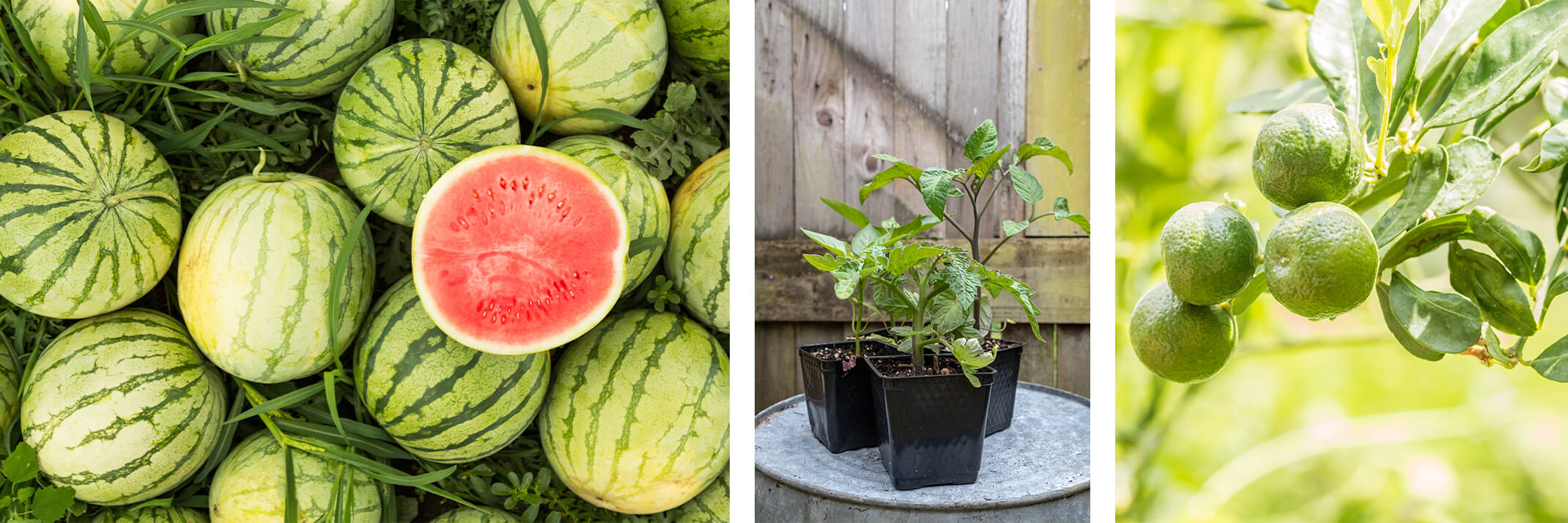 A bunch of watermelons, with 1/2 of a melon on top; 3 tomato plant starts; and a green oranges ripening on a tree