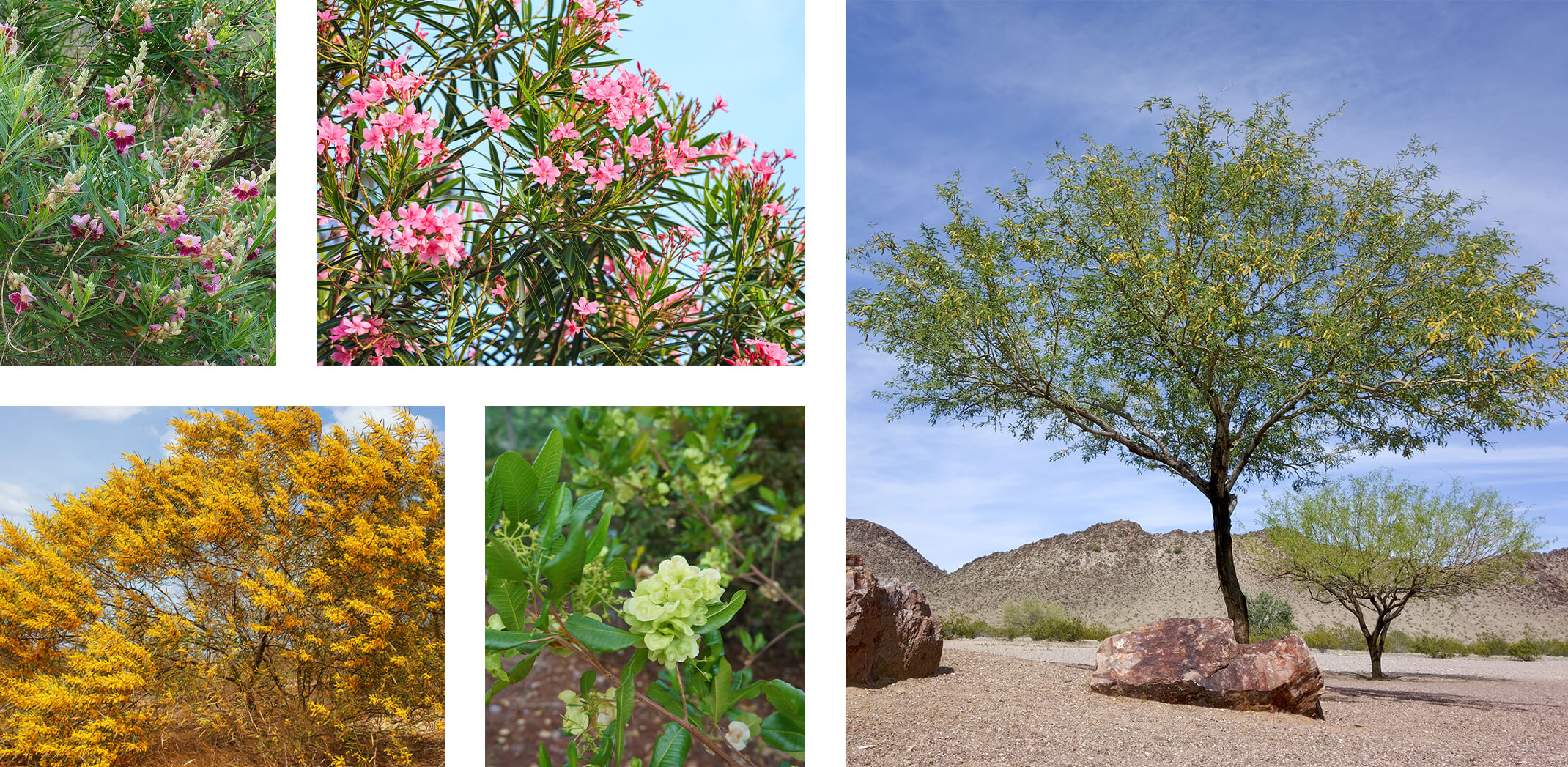 5 Low-Water Use Tree Varieties: Desert Willow, Acassia aneura, Nerium, Green Hopseed, and Mesquite.