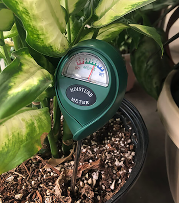Moisture meter tool stuck inside a houseplant