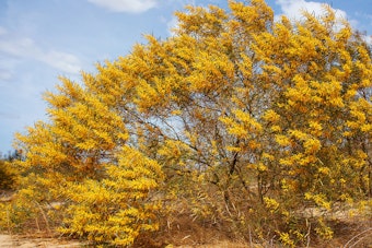 Yellow flowers blooming on a Mulga tree in the desert.