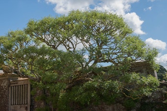 A large Chaste Tree near a door and stone wall, against a blue sky.