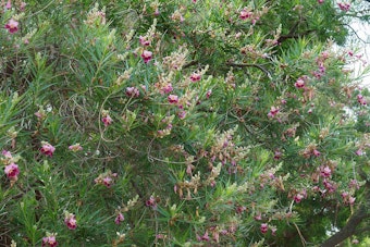 A large desert willow tree in bloom with pink and purple flowers.