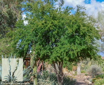 A Texas Ebony tree in a desert landscape surrounded by other desert plants.