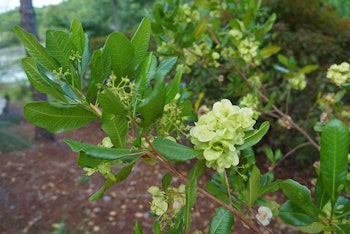 A closeup of a flowering green hopseed bush.