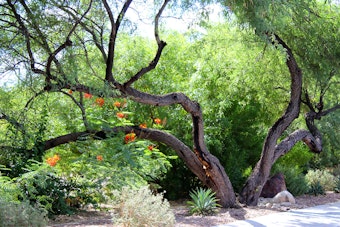 A lush desert landscape will a mesquite tree, a Mexican bird of paradise and other plants.